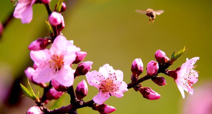 桃花通常是什么颜色？