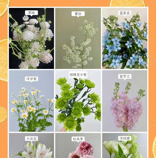 天真的月亮花语有何含义？月亮花语代表什么？