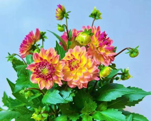 盆栽地瓜花在北方冬季如何过冬？有哪些特别的养护措施？