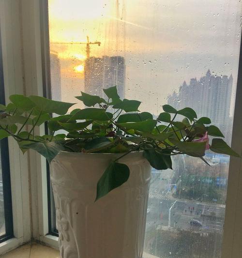 盆栽地瓜花在北方冬季如何过冬？有哪些特别的养护措施？