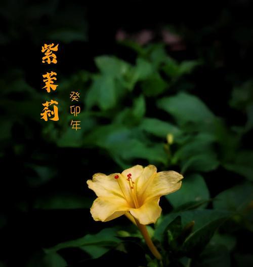 茉莉花送给女朋友花语是什么？茉莉花代表什么情感？