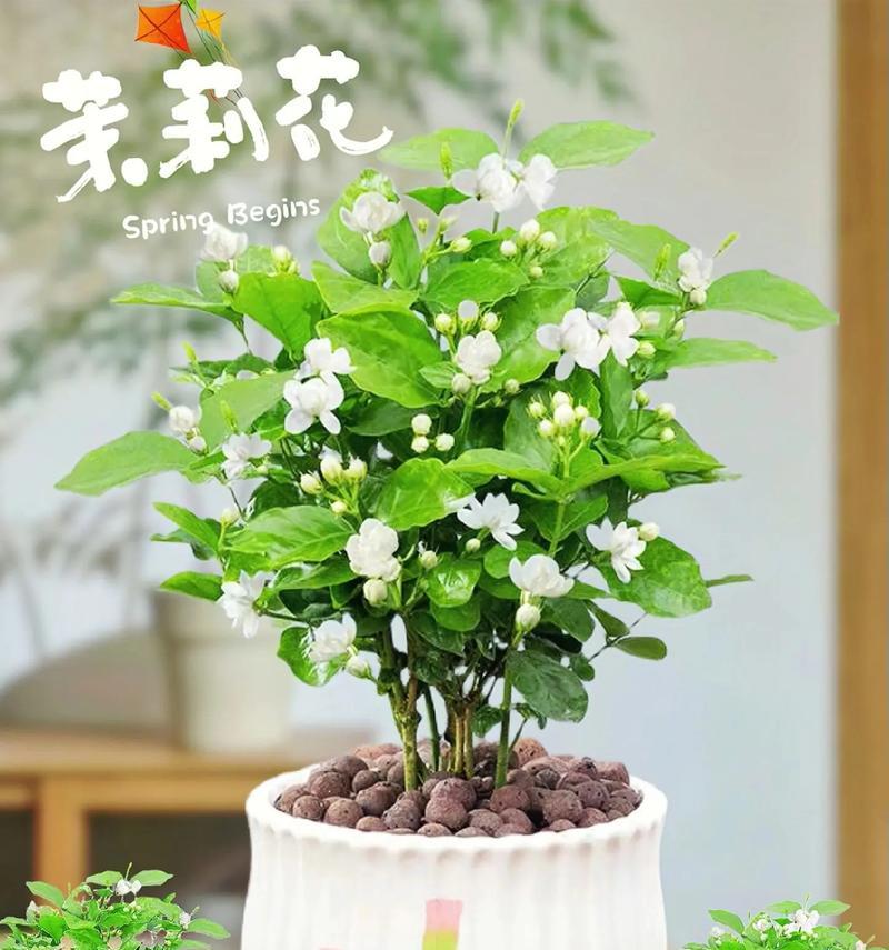 茉莉花送给女朋友花语是什么？茉莉花代表什么情感？