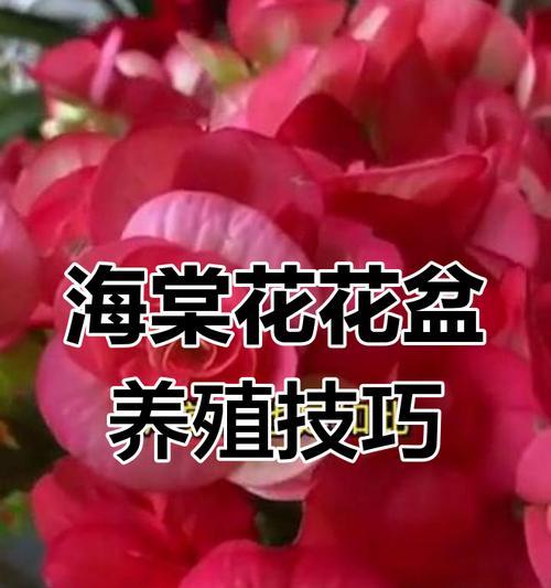 盆栽花卉的养护技巧有哪些？