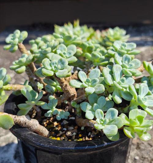 多肉植物的叶子有哪些特别的花语？