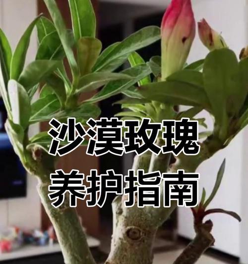 玫瑰花土壤自己怎么配制好？配制土壤的步骤是什么？
