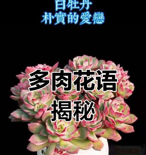 多肉植物的叶子有哪些特别的花语？