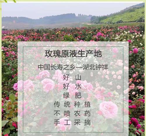 玫瑰花土壤自己怎么配制好？配制土壤的步骤是什么？