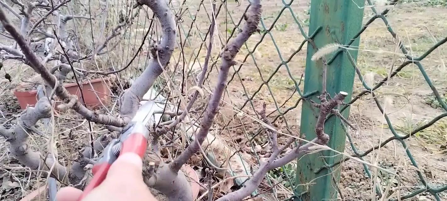 盆栽果树常遇到哪些问题？如何解决？