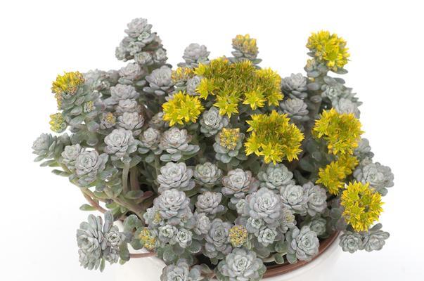 多肉植物养殖需要注意什么？有哪些技巧？