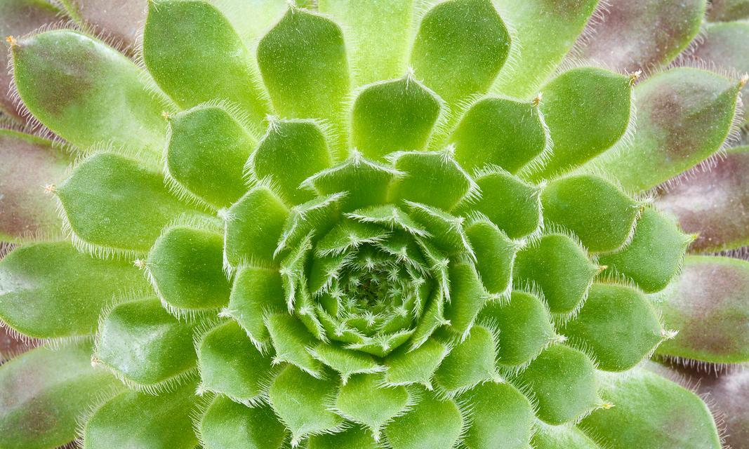 多肉植物养殖需要注意什么？有哪些技巧？