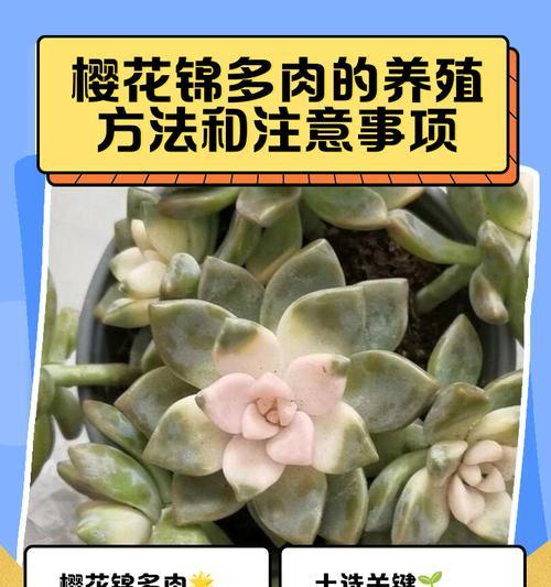 多肉植物养殖需要注意什么？有哪些技巧？
