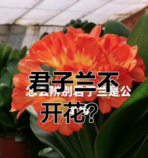 君子兰的开花季节是什么时候？如何促进开花？