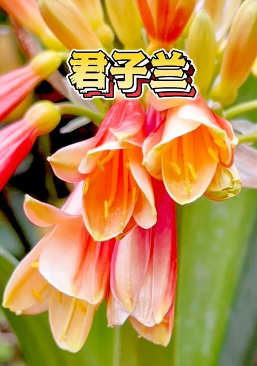 君子兰的开花季节是什么时候？如何促进开花？