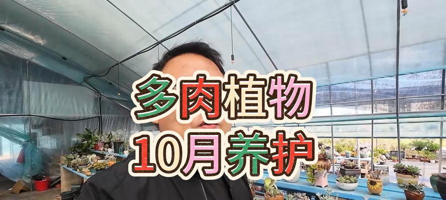 多肉怎么栽培？初学者应该注意哪些事项？