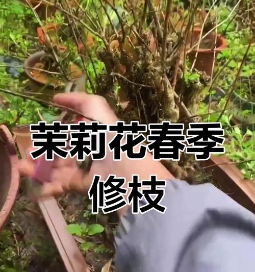 茉莉花剪枝的最佳时机是什么时候？