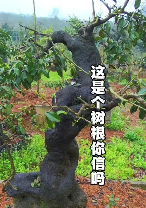 树桩盆景选择哪种树根最佳？如何判断树根的品质？
