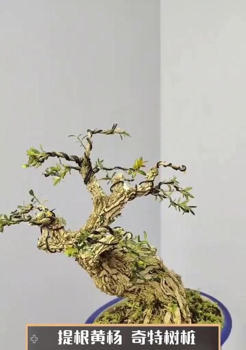 树桩盆景选择哪种树根最佳？如何判断树根的品质？