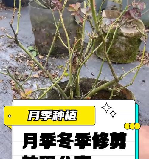 萼距花修剪的正确步骤是什么？