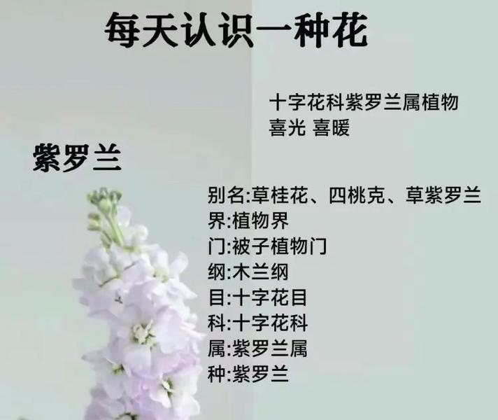 哪种花代表别生气的花语？如何用花语表达歉意？