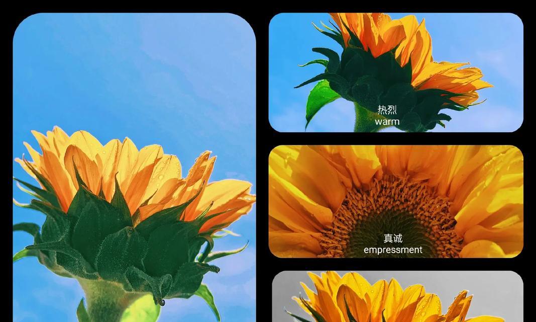 哪种花代表别生气的花语？如何用花语表达歉意？