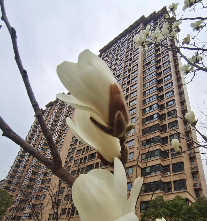 白兰花修剪的最佳时机是什么时候？