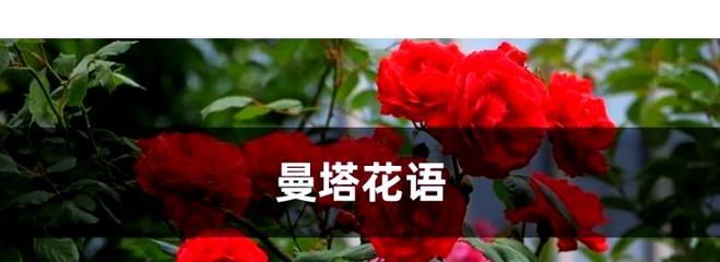临终前的花语告白有何深意？