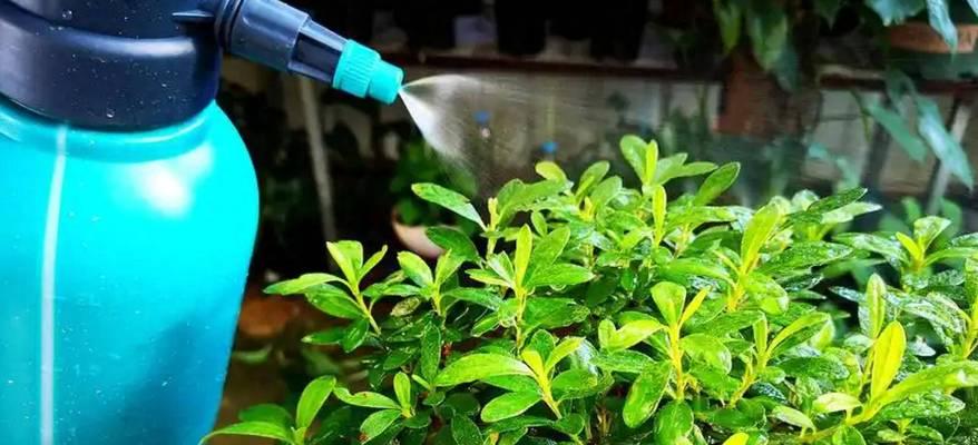 植物施肥有哪些技巧？怎样避免施肥过量？