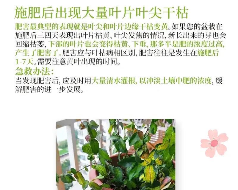 植物施肥有哪些技巧？怎样避免施肥过量？