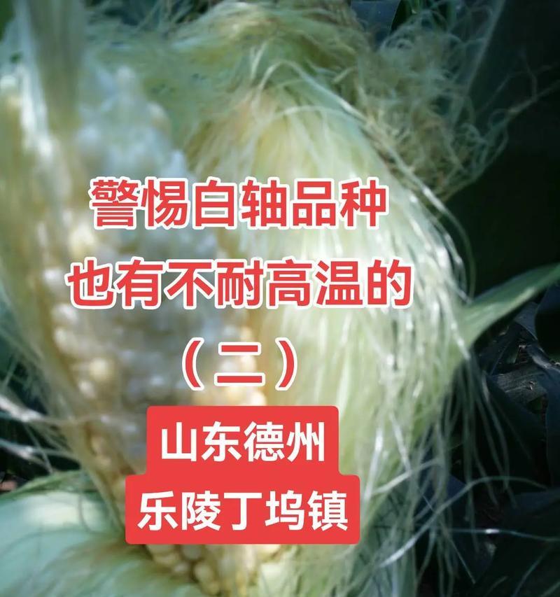 白轴草的花语和寓意是什么？白轴草在花语中代表什么？