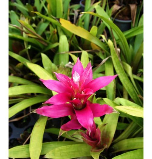 菠萝在海南的花语是什么？菠萝象征着什么？