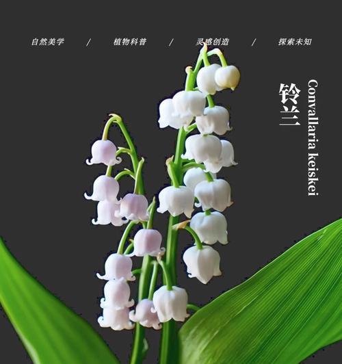 幸福花语具体代表什么？