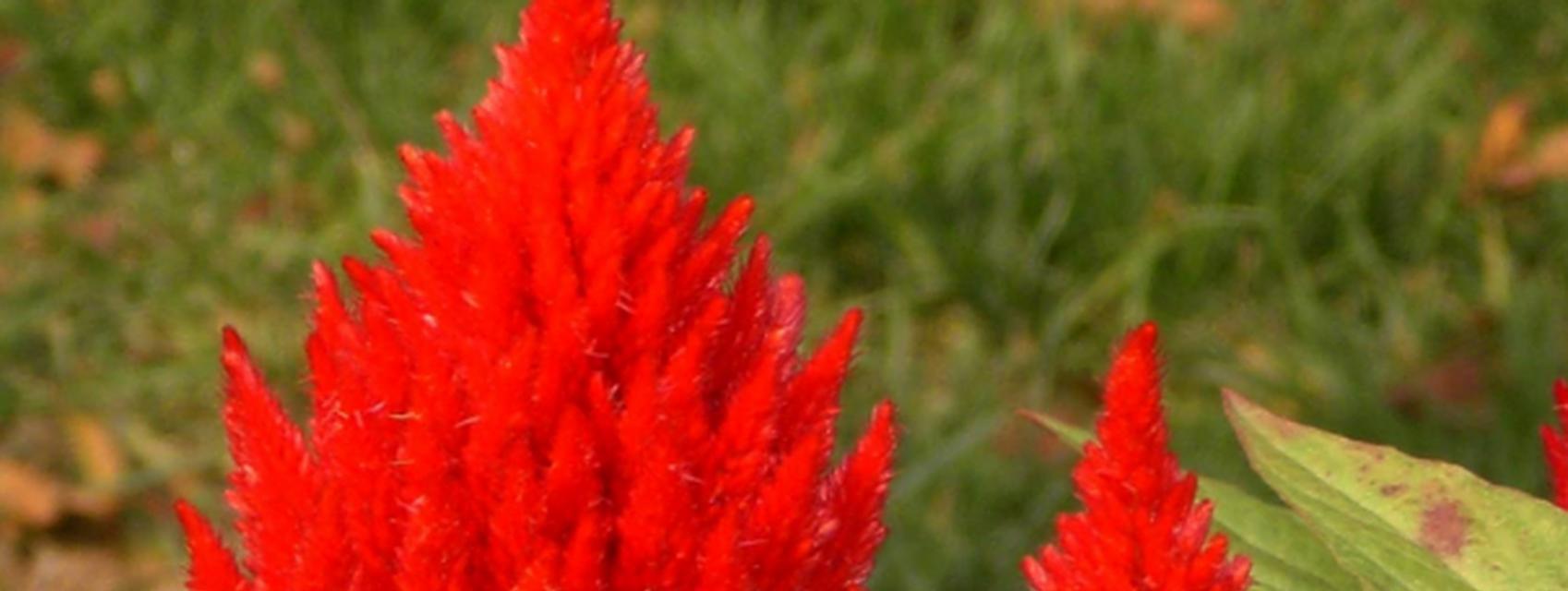 火炬花的花期、花色和花语分别是什么？