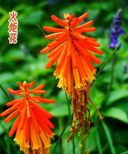 火炬花的花期、花色和花语分别是什么？