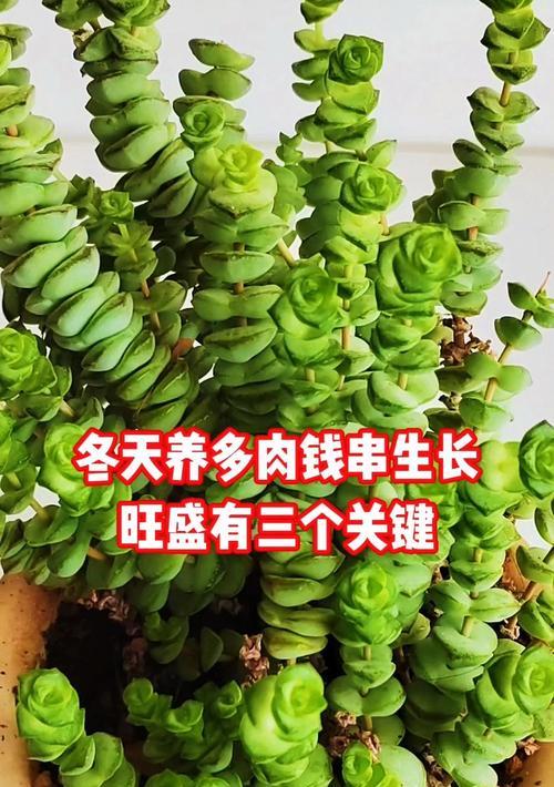 钱串的养殖技巧有哪些？如何避免其徒长？