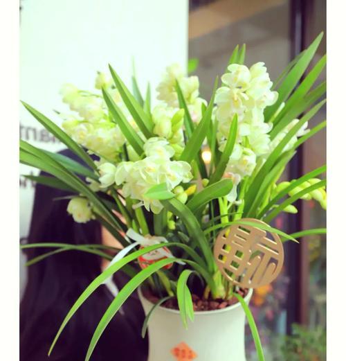 白兰花如何养？需要哪些特别的养护技巧？