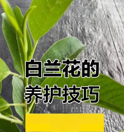 白兰花如何养？需要哪些特别的养护技巧？