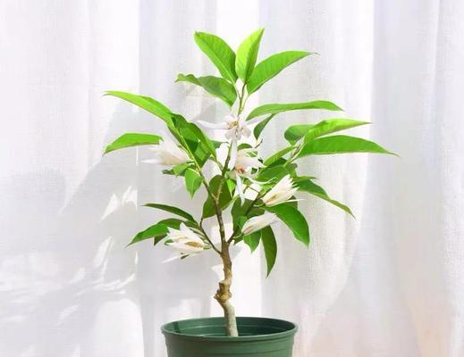 白兰花如何养？需要哪些特别的养护技巧？