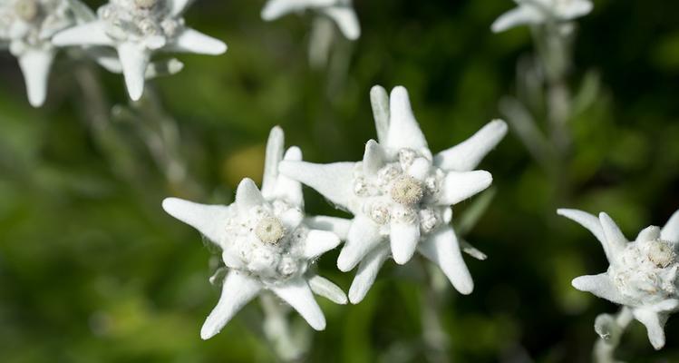 火绒花的花语寓意着什么？