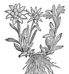 火绒花的花语寓意着什么？