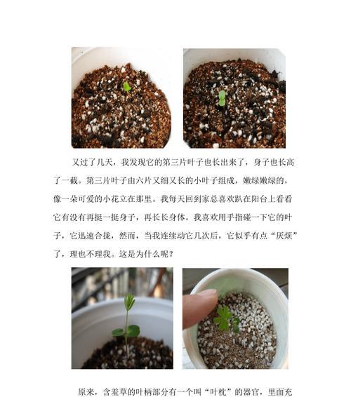 含羞草有哪些独特之处？含羞草的反应原理是什么？
