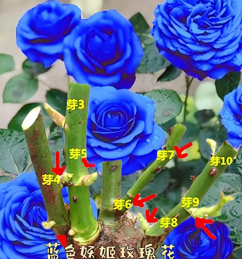 23朵蓝色妖姬的花语是什么？蓝色妖姬的数量含义是什么？