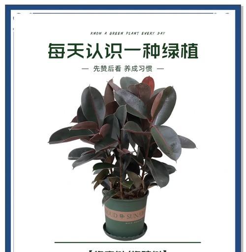 大树的生长特点和养护要点是什么？