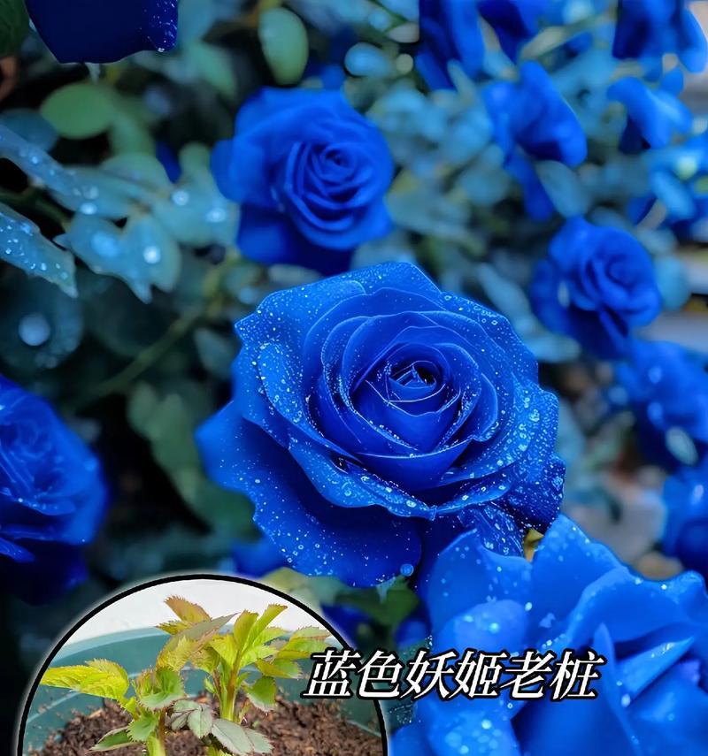 23朵蓝色妖姬的花语是什么？蓝色妖姬的数量含义是什么？