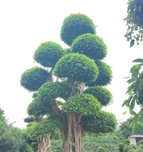 大树的生长特点和养护要点是什么？