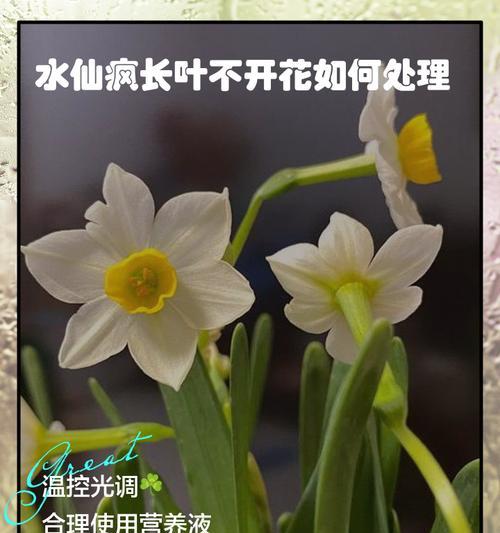 水仙的种植方法是什么？如何确保其顺利开花？