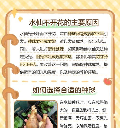 水仙的种植方法是什么？如何确保其顺利开花？