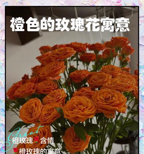 男生收到玫瑰花有何寓意？