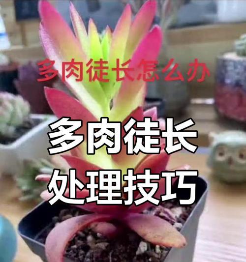 多肉植物徒长的解决办法？如何避免徒长？