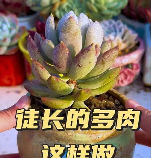 多肉植物徒长的解决办法？如何避免徒长？