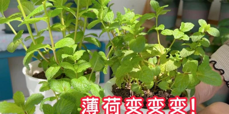 薄荷种植方法是什么？种植薄荷需要注意哪些事项？